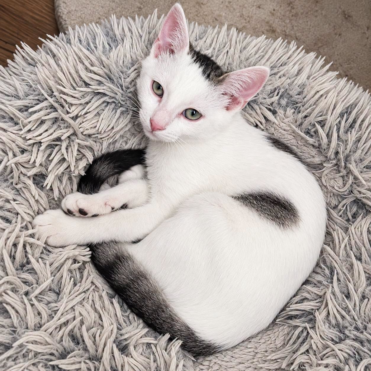 DOMINO